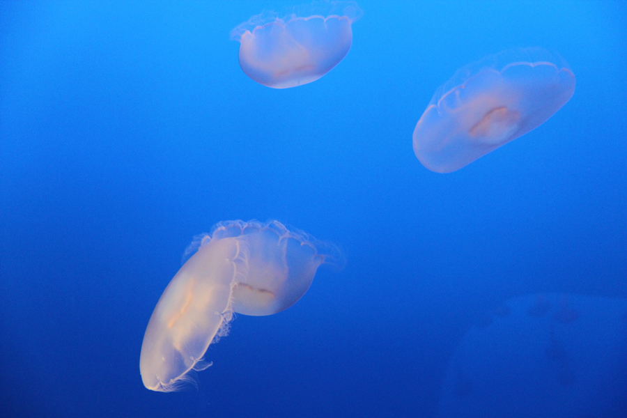 Delicate moon jellyfish in Monterey Bay Aquarium, California, U.S. [China.org.cn/ by Li Xiaohua]