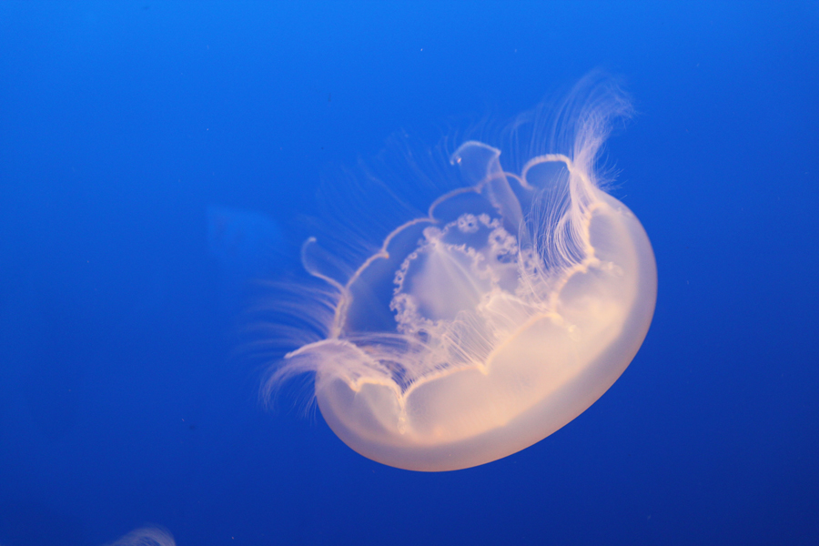 Delicate moon jellyfish in Monterey Bay Aquarium, California, U.S. [China.org.cn/ by Li Xiaohua]