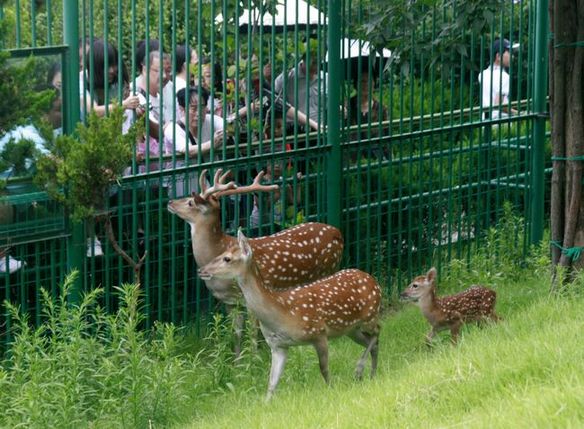 Deer as gift from Taiwan gives birth to 2nd fawn in Weihai