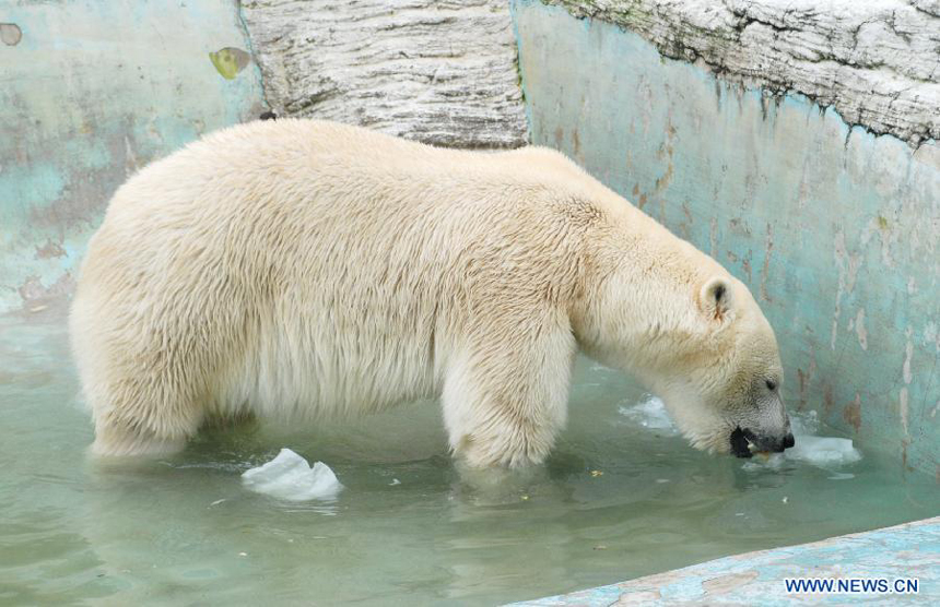 A polar bear eats an ice cake to avoid a sustained hot weather in Dalian Forest Zoo of Dalian City, northeast China&apos;s Liaoning Province, Aug. 13, 2012.