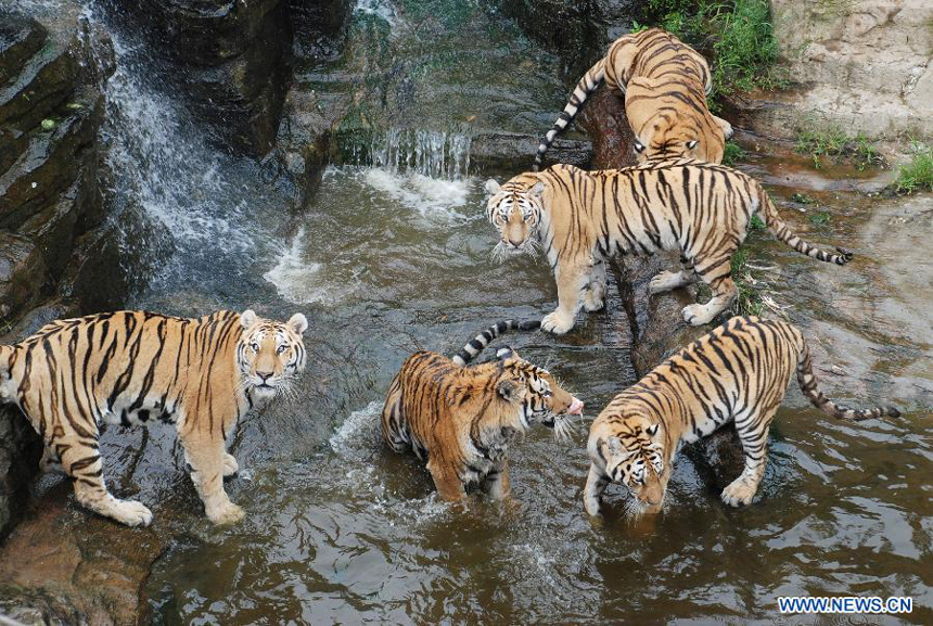 Tigers rest in the water to avoid a sustained hot weather in Dalian Forest Zoo of Dalian City, northeast China&apos;s Liaoning Province, Aug. 13, 2012.