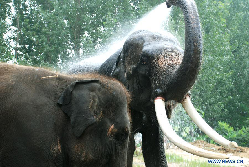 An elephant washes itself to avoid a sustained hot weather in Dalian Forest Zoo of Dalian City, northeast China&apos;s Liaoning Province, Aug. 13, 2012.