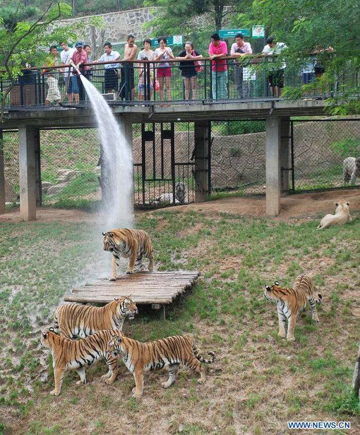 A zookeeper jets water to a crowd of tigers, helping them avoid a sustained hot weather in Dalian Forest Zoo of Dalian City, northeast China&apos;s Liaoning Province, Aug. 13, 2012.