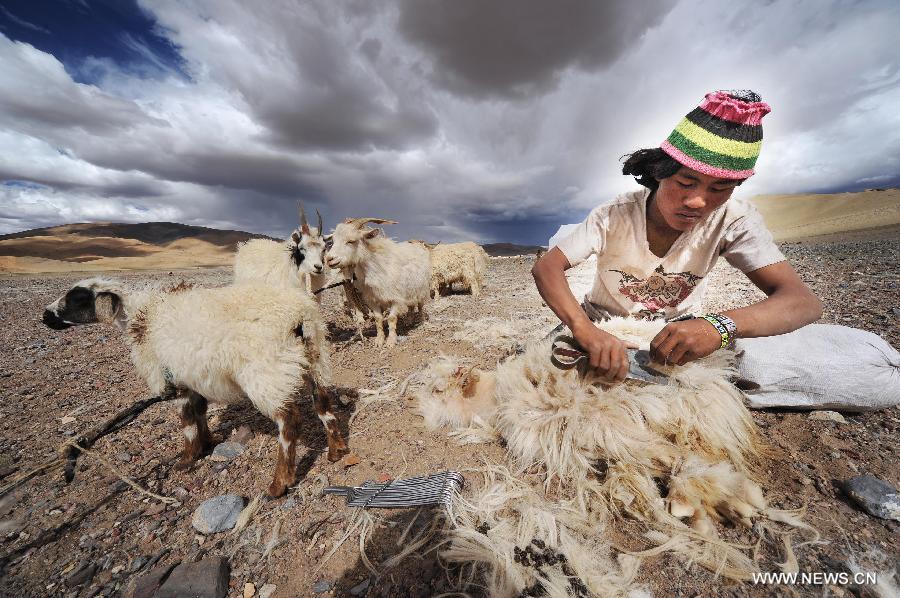 Nomad Basang works on the sheepshearing in the Gerze County of Ali, southwest China's Tibet Autonomous Region, Aug. 11, 2012.