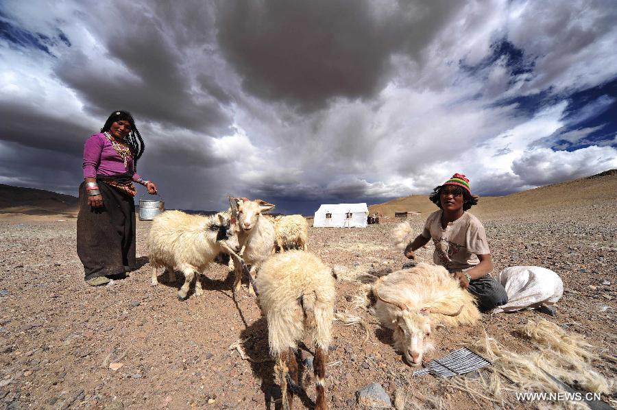 Nomad Basang (R) and his wife work on the sheepshearing in the Gerze County of Ali, southwest China's Tibet Autonomous Region, Aug. 11, 2012