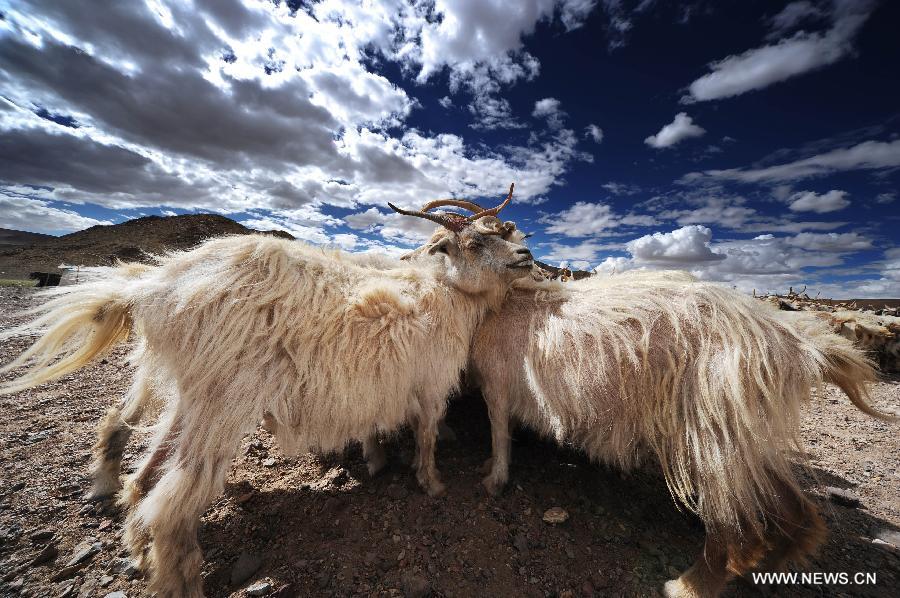 Photo taken on Aug. 11, 2012 shows the Nomad Basang's flock in the Gerze County of Ali, southwest China's Tibet Autonomous Region. The Basang family will travel from Ali area to the Nyima County in Nagqu area due to the lack of rainfall