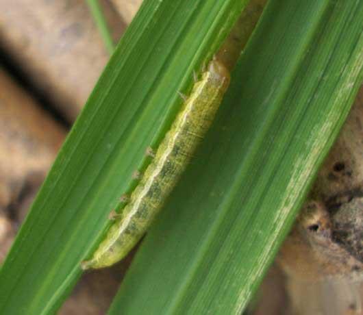 Large numbers of army worms have been invading much of Jilin province and Hebei province in the country's north from the beginning of August.