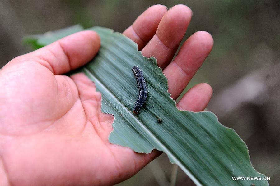 CHINA-JILIN-SIPING-ARMYWORM PLAGUE (CN) 