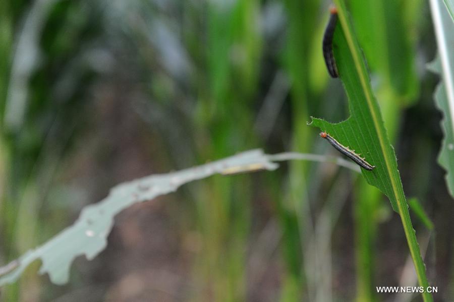 CHINA-JILIN-SIPING-ARMYWORM PLAGUE (CN) 