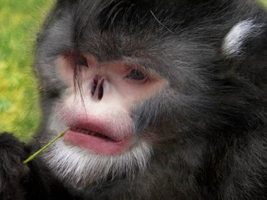 Myanmar snub-nosed monkey, one of the top 10 weirdest new species by China.org.cn.