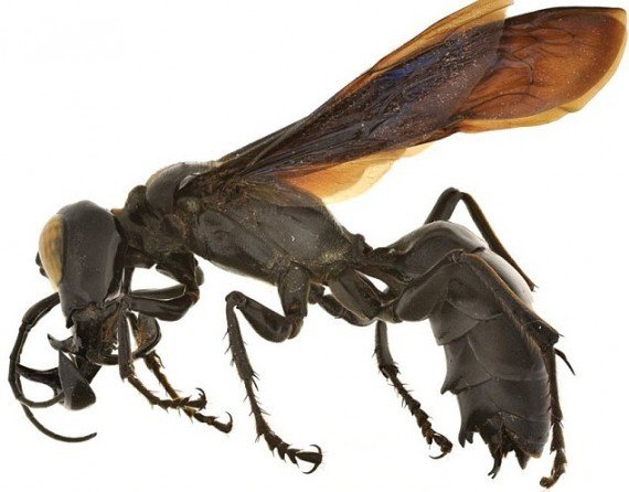 Megalara garuda, one of the top 10 weirdest new species by China.org.cn.