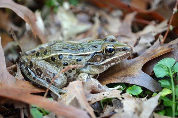 Ninja frog, one of the top 10 weirdest new species by China.org.cn.