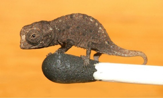 Micro chameleon, one of the top 10 weirdest new species by China.org.cn.