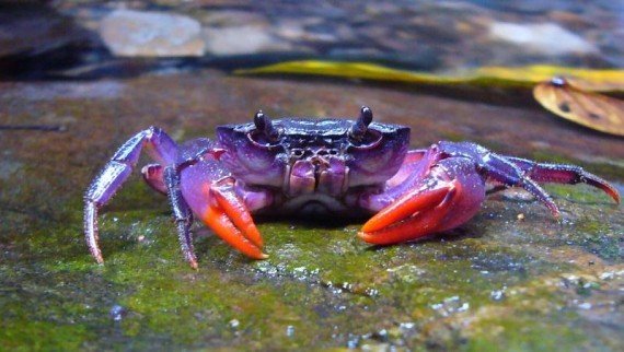 Joker crab, one of the top 10 weirdest new species by China.org.cn.