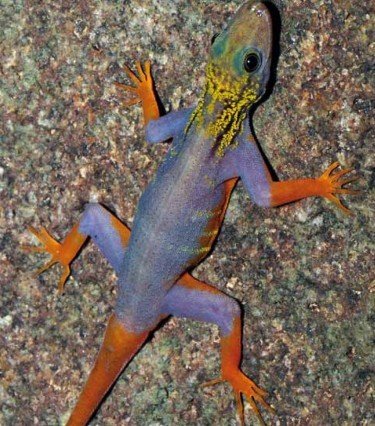 Psychedelic gecko, one of the top 10 weirdest new species by China.org.cn.