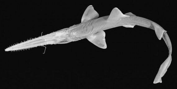 Stabbing shark, one of the top 10 weirdest new species by China.org.cn.