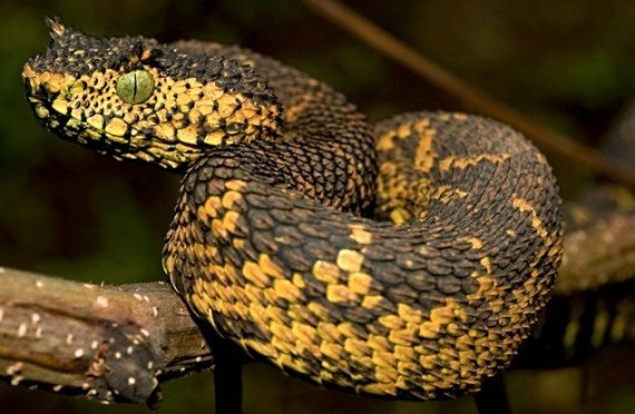 Matildas horned viper, one of the top 10 weirdest new species by China.org.cn.