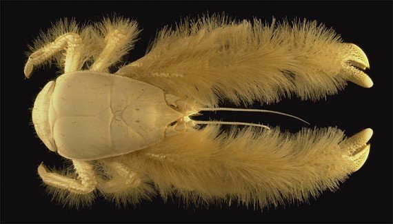 Yeti crab, one of the top 10 weirdest new species by China.org.cn.