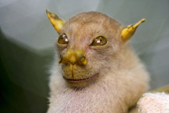 Tube-nosed fruit bat, one of the top 10 weirdest new species by China.org.cn.