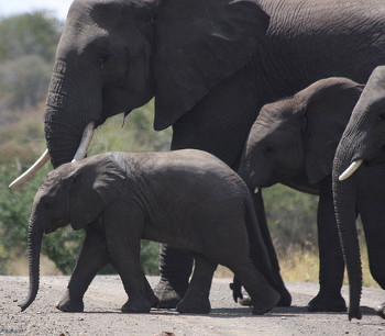 南非一个拥有数千头大象的省份计划启动大象生育控制行动，防止大象数量的激增危害到植物和野生动物。