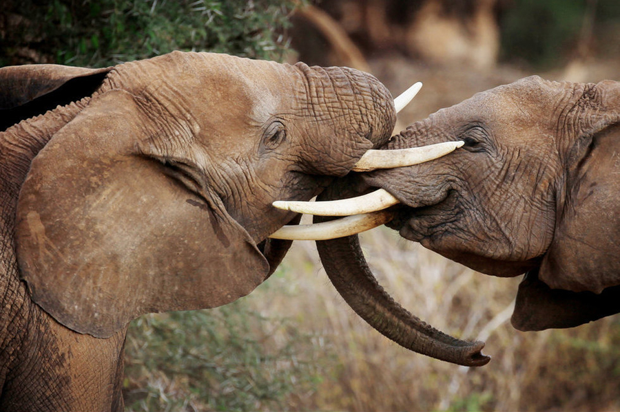 Retired NBA basketball player Yao Ming, an active supporter of wildlife conservation, is in Kenya to film a documentary on wild animals, to raise the international awareness of wild animal protection.