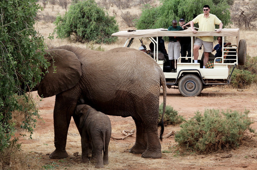 Retired NBA basketball player Yao Ming, an active supporter of wildlife conservation, is in Kenya to film a documentary on wild animals, to raise the international awareness of wild animal protection.