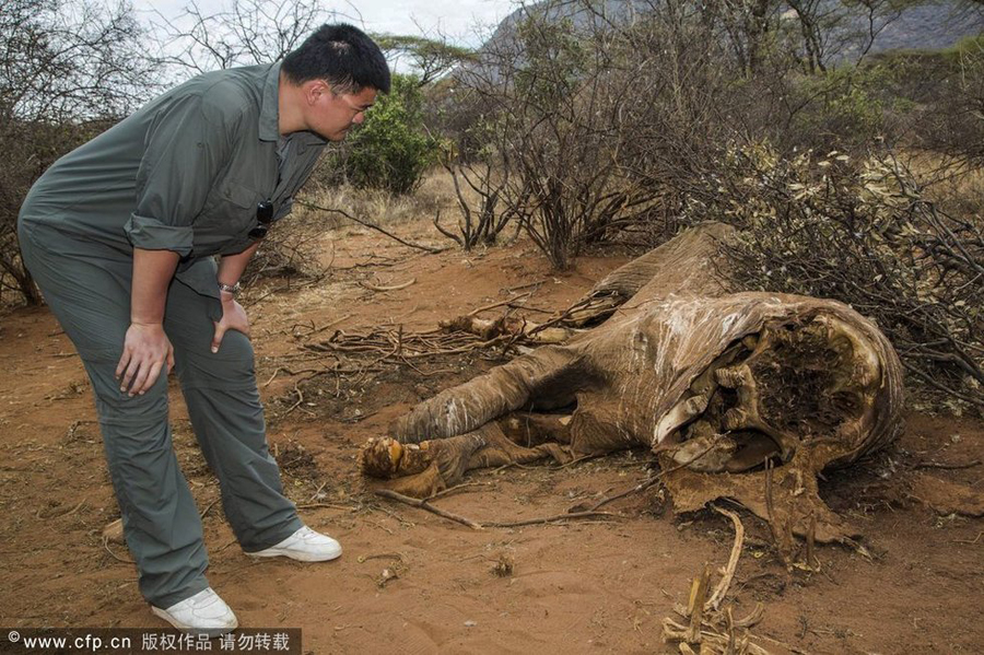 Retired NBA basketball player Yao Ming, an active supporter of wildlife conservation, is in Kenya to film a documentary on wild animals, to raise the international awareness of wild animal protection.