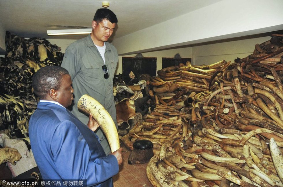 Retired NBA basketball player Yao Ming, an active supporter of wildlife conservation, is in Kenya to film a documentary on wild animals, to raise the international awareness of wild animal protection.