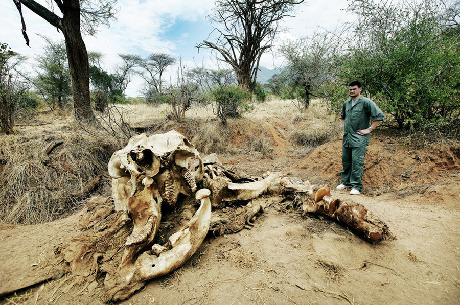 Retired NBA basketball player Yao Ming, an active supporter of wildlife conservation, is in Kenya to film a documentary on wild animals, to raise the international awareness of wild animal protection.