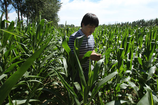 A farmer checks corn affected by army worms in Beijing's Shunyi district on Tuesday. [Photo/China Daily]