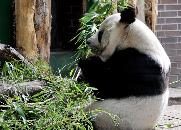 Bao Bao, a 34-year-old male panda died in Berlin's zoo on Aug 22, 2012. [Photo/Xinhua]