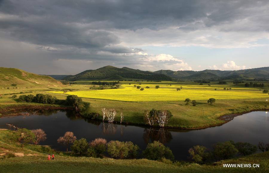 Rape flowers bloom on a grassland in Hexigten Qi of Chifeng City, north China's Inner Mongolia Autonomous Region, Aug. 18, 2012