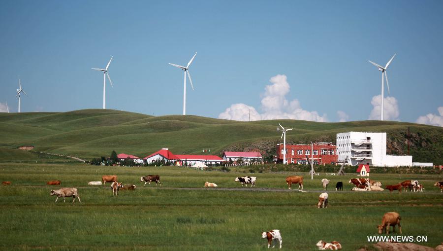 Cattles graze on a grassland in Hexigten Qi of Chifeng City, north China's Inner Mongolia Autonomous Region, Aug. 18, 2012