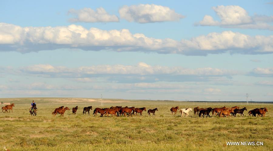 A herdsman pastures horses on a grassland on the outskirts of Erenhot City, north China's Inner Mongolia Autonomous Region, Aug 23, 2012