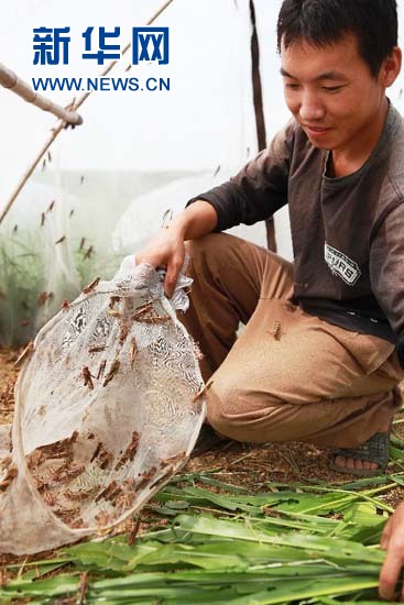 Farmer gets rich from grasshoppers breeding