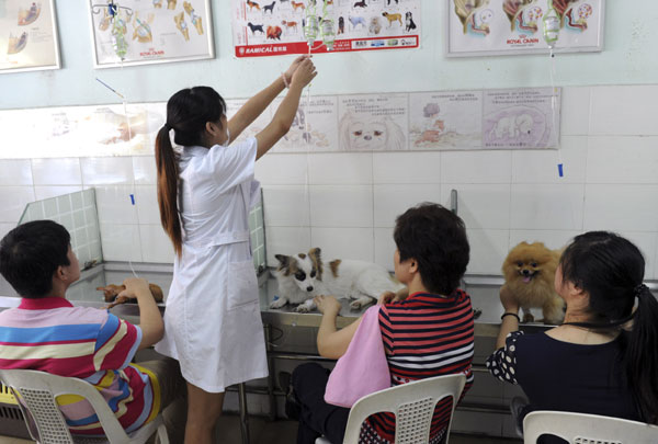 Accompanied by their owners, sick dogs receive treatment at a pet clinic in Fuzhou, Fujian province, in July. [Photo / China News Service]