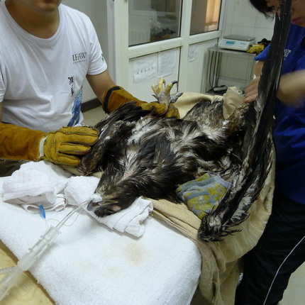 Staff with International Fund for Animal Welfare Beijing Raptor Rescue Center check the injuries on a rescued raptor. IFAW has rescued more than 3,300 wild raptors since the center was established in 2011.