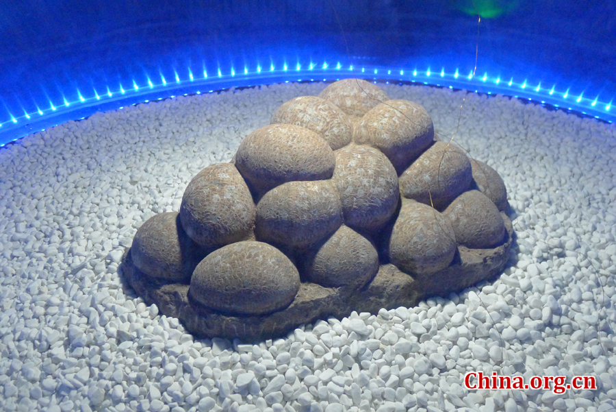 The Er Lian Basin has unearthed the first confirmed dinosaur egg fossils. [Photo by Li Shen] 