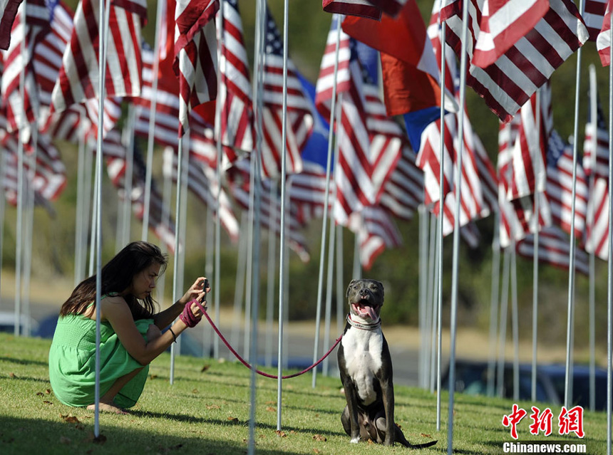 3,000 US national flags are erected by students and staff from Pepperdine University to honor victims of the 9/11 attacks, in Malibu on September 9, 2012. 