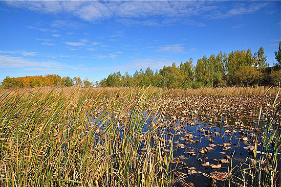 Zhalong Nature Reserve, one of the 'top 10 attractions in Heilongjiang, China' by China.org.cn.