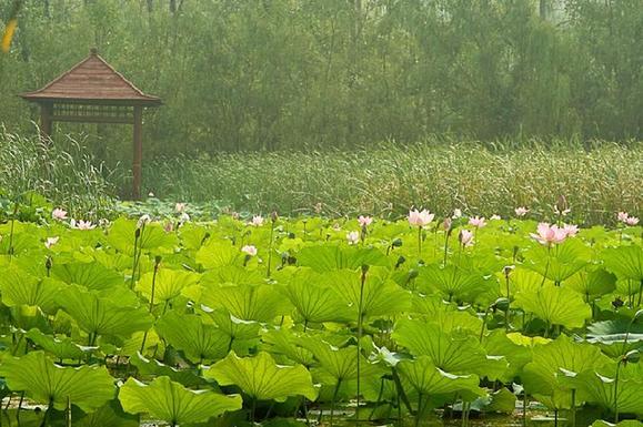 Weishanhu wetlands in Jining