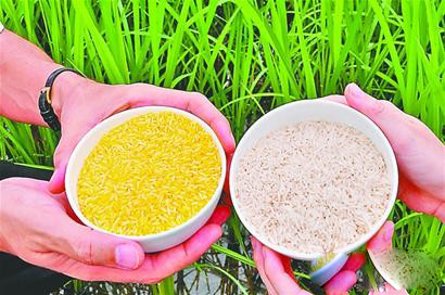 Case of GM rice fed kids grows convoluted