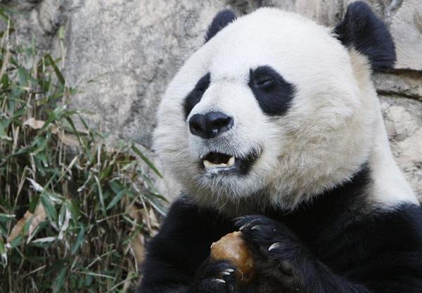 Giant panda Mei Xiang at Washington zoo [Xinhua]
