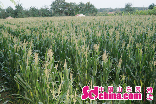 Shandong Province meets harvest