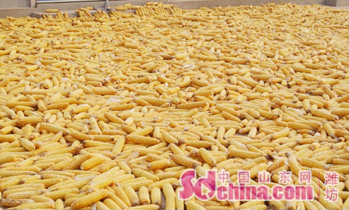 Shandong Province meets harvest