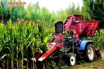 Shandong Province meets harvest