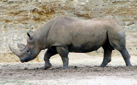 File:Doué 21 06 2010 14 Diceros bicornis.jpg