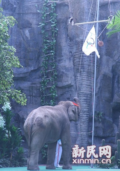 An elephant named Yanu lit the 'Olympic' flame by stamping a pedal during the 'opening ceremony' on Sunday.[Photo/xinmin.cn] 