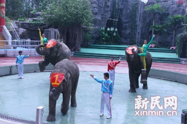 The ongoing animal 'Olympics' at Shanghai Wildlife Park has come under fire over criticism from animal protection organizations, which describes the games as 'animal abuse.'[Photo/xinmin.cn]
