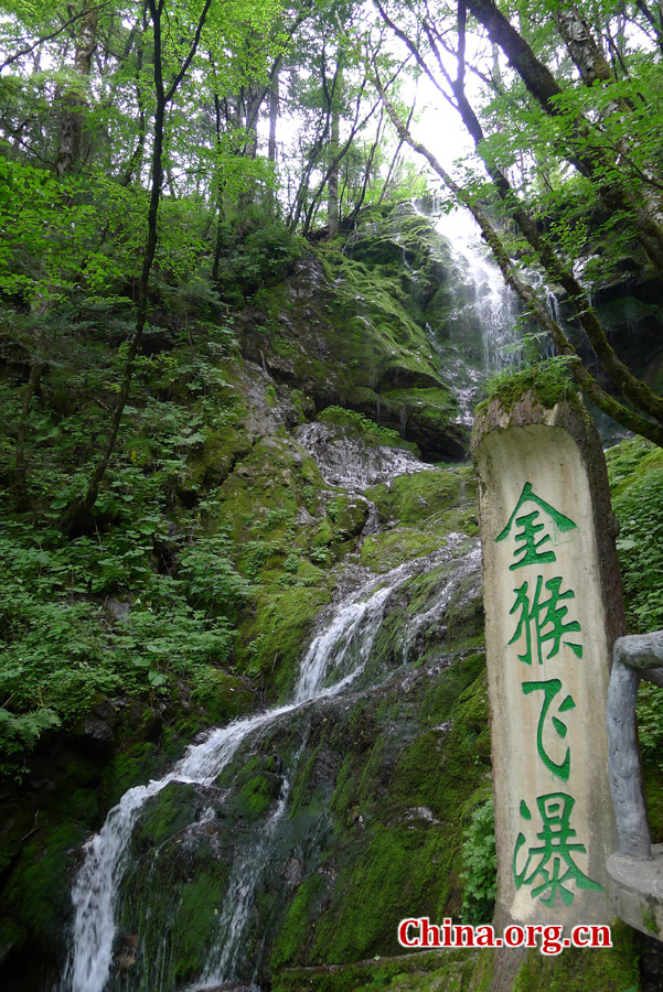 Shennongjia locates at the confluence of Yangtze river and Han river, the border between Sichuan and Hubei province. It is boasted as the ridge of central China and the only oasis lies at 30 degree north latitude.